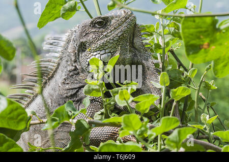 Iguana in grüne Blätter Dach, Südamerika, Ecuador. Stockfoto