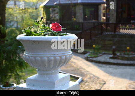 Schönen weißen Topf mit Himbeere Petunie (Petunia) Latein im Park an einem sonnigen Sommertag Stockfoto