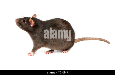 Dicke graue Ratte auf weißem Hintergrund Stockfoto