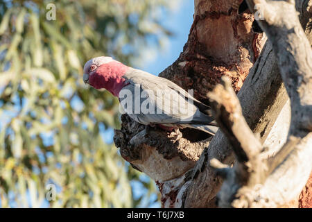 Eine Galah Kauen an einem hohlen in einem Baum an Red Hill Nature Reserve, Canberra, Australien an einem Morgen im April 2019 Stockfoto