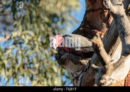 Eine Galah Kauen an einem hohlen in einem Baum an Red Hill Nature Reserve, Canberra, Australien an einem Morgen im April 2019 Stockfoto