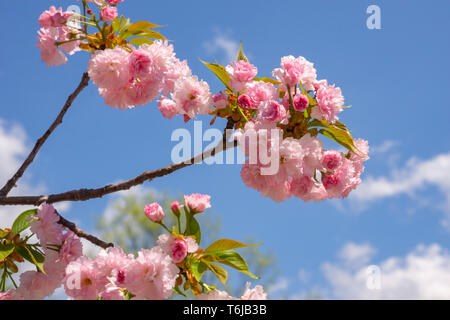 Zarte rosafarbene Blumen an einem blühenden Frühlingsbaum gegen einen blauen Himmel Stockfoto