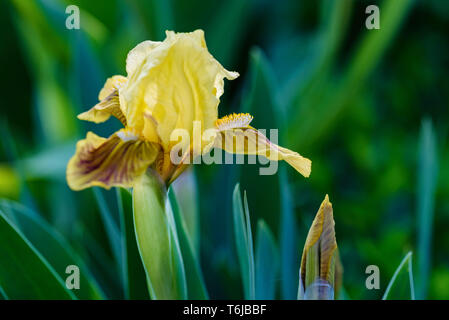 Close up Schöne gelbe Iris Blume im Garten Stockfoto