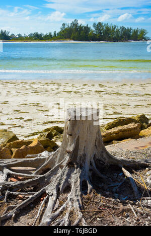 Ein alter Baumstumpf mit freiliegenden Wurzeln am Strand mit dem Meer im Hintergrund Stockfoto