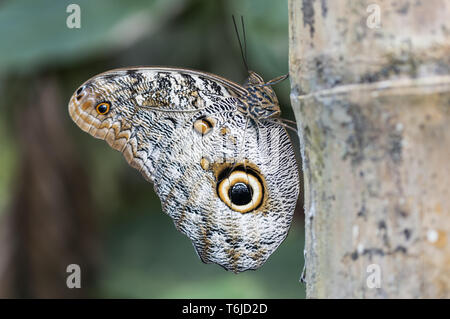 Schmetterling, Caligo memnon, lepidoptera Stockfoto