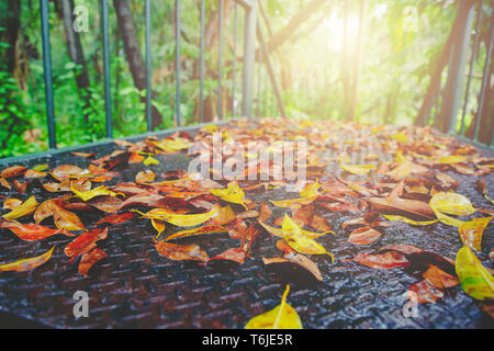 Herbst und grün Blatt auf alten verrosteten Stahl nasse Laufsteg der Weg in den Park Sonnenlicht und flare Hintergrund Konzept. Einsam und verzweifelt ruhig, Auwi Stockfoto