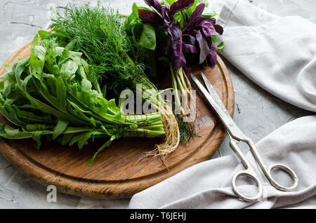Frisch geerntete Kräuter, Trauben von frischem Kraut auf grauem Beton Hintergrund. Bündel von organischen Basilikum, Dill und Rucola von einheimischen Bauern. Stockfoto