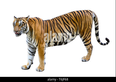 Tiger weißen Hintergrund Isolieren des ganzen Körpers Stockfoto