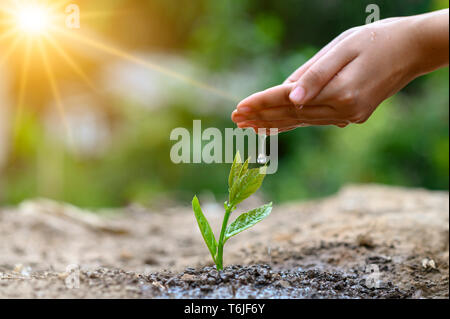 In den Händen von Bäumen wachsenden Sämlinge. Bokeh grüner Hintergrund weibliche Hand Baum auf natur feld gras wald Erhaltung Konzept Stockfoto