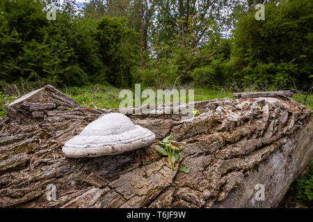 Pilz auf einem alten im Wald anmelden Stockfoto