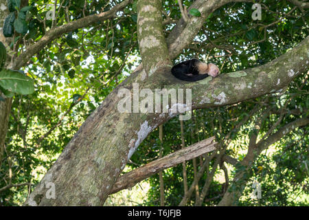 White-faced Monkey versuchen, einige schlafen in einem Baum in Manuel Antonio National Park, Costa Rica Stockfoto