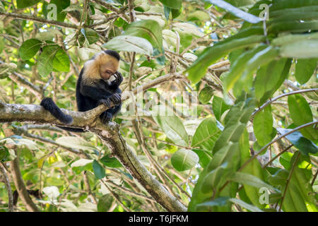 White-faced Affe in einem Baum suchen nachdenklich, Manuel Antonio National Park, Costa Rica Stockfoto