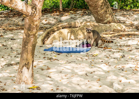 Northern raccoon auf der Suche nach etwas am Strand im Nationalpark Manuel Antonio, Costa Rica zu stehlen Stockfoto