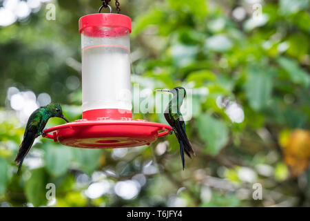 Zwei grüne gekrönt Brillante Kolibris zu einem Zubringer in Monte Verde National Park, Costa Rica Stockfoto