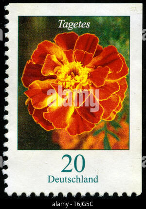 Briefmarke aus der Bundesrepublik Deutschland in den Blumen Serie in 2007. Stockfoto