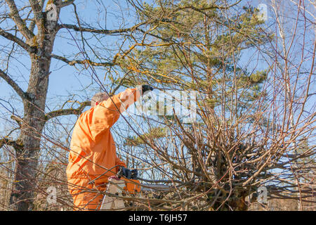 Der Mensch ist die Erhöhung durch eine Trittleiter mit einem elektrischen Kettensäge Stockfoto