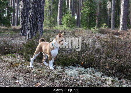 Ein Hund der Rasse Basenji mit kurzen Haaren weißer und roter Farbe, draußen stehen mit Wald im Hintergrund auf Sommer Stockfoto