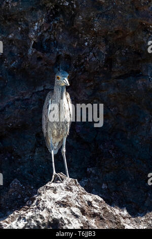 Unreife Gelb - gekrönte Night-Heron (Nyctanassa violacea) an der felsigen Küste von Baja California, Mexiko. Stockfoto