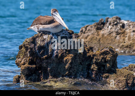 Braunpelikan (Pelecanus occidentalis) auf dem felsigen Ufer in Baja California, Mexiko thront. Stockfoto