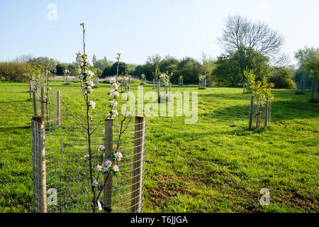 Ein Apfelbaum Sapling in einem Feld zusammen mit verschiedenen anderen kürzlich junge Bäume gepflanzt, die alle von Baum wachen eingeschlossen. Nottinghamshire, England, Großbritannien Stockfoto