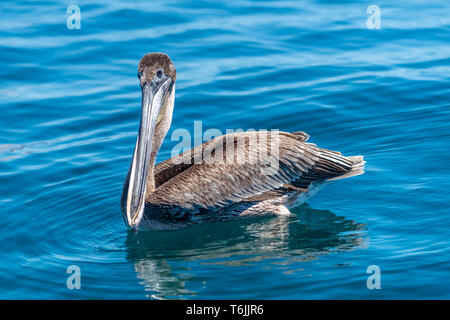 Braunpelikan (Pelecanus occidentalis) Schwimmen in der Bucht von Kalifornien (See von Cortez), Mexiko. Stockfoto