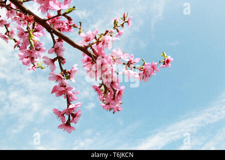 Luxuriöse pfirsichfarbenen Blüten im Frühling Stockfoto