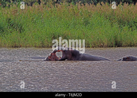 Zwei Nilpferde im Wasser kämpfen, isimangaliso Nationalpark, Südafrika Stockfoto