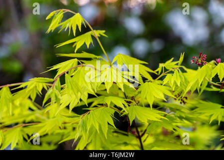 Acer shirasawanum Aureum, goldene Shirasawa Ahorn, golden Vollmond Ahorn, Japonicum, sapindaceae, Stockfoto