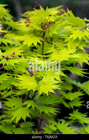 Acer shirasawanum Aureum, goldene Shirasawa Ahorn, golden Vollmond Ahorn, Japonicum, sapindaceae, Stockfoto