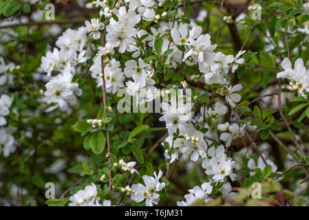 Exochorda macrantha die Braut, Rosaceae. Weiß, Frühling blühen. Frühling blühender Strauch oder Bush. Stockfoto