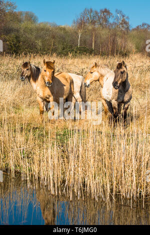 Wild Konik Ponys am Ufer des Burwell Lode Binnengewässern auf Wicken Fen Naturschutzgebiet, Cambridgeshire, England, UK. Stockfoto