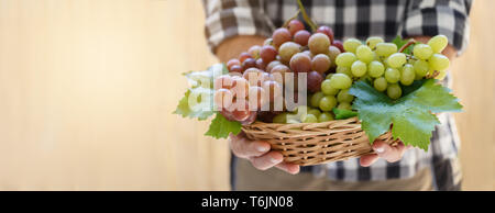 Trauben in Farmer's Hände Stockfoto