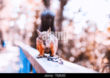 Lustige rote Eichhörnchen auf einer hölzernen Handlauf mit Sonnenblumenkernen Stockfoto