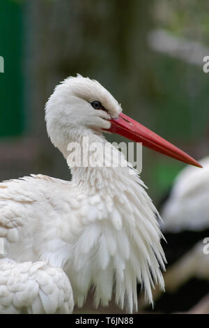 Porträt eines Weißstorchs mit einer großen roten Schnauze, einem roten Auslauf, der seine weißen Federn und sein Gefieder reinigt, um lange nach afrika zu fliegen, um über den Winter zu überleben Stockfoto