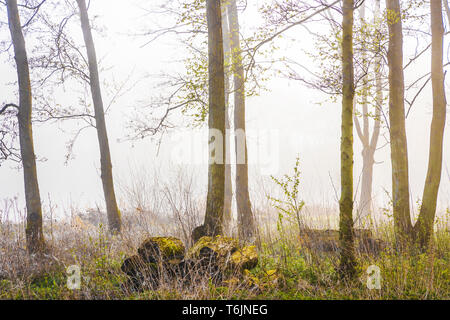 Einem nebligen Wald Szene von einem der Seen am Cotswold Water Park. Stockfoto