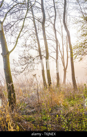 Einem nebligen Wald Szene von einem der Seen am Cotswold Water Park. Stockfoto