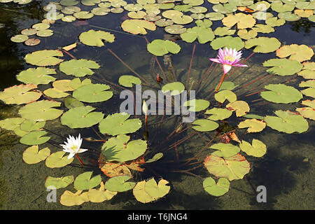 Seerosen im Teich im Garten Sarona, Tel Aviv, Israel Stockfoto