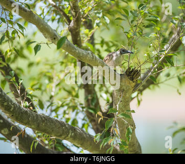 Wenig friarbird im Baum im tropischen Darwin, Australien gehockt Stockfoto