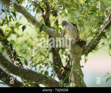 Wenig friarbird im Baum im tropischen Darwin, Australien gehockt Stockfoto