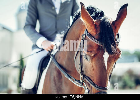 Selektiver Fokus einer schönen braunen Pferd Stockfoto