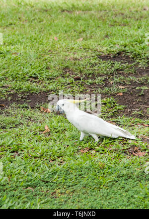 Schwefel-Crested cockatoo Nahrungssuche in einer Wiese in Darwin, Australien Stockfoto