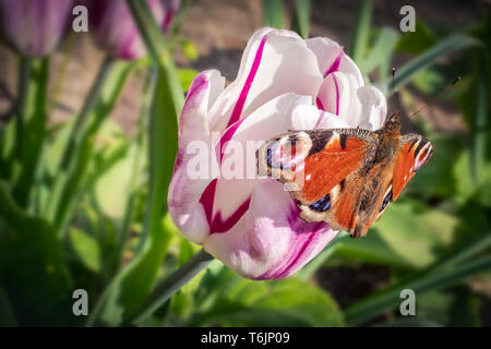 Tagpfauenauge sitzt auf einem rosa Zierpflanzen Tulpe Blume mit einem dunklen rosa Streifen außen an einem Frühlingstag Stockfoto