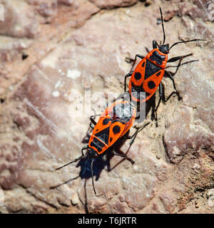 Europäische Firebug, Pyrrhocoris apterus, paar Paarung Stockfoto