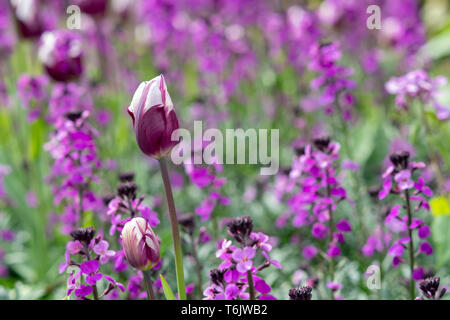 Tulipa 'Rems Favorit". Tulip' Rems Favorit 'Blumen. Großbritannien Stockfoto