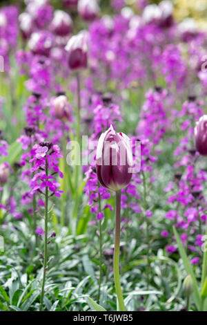 Tulipa 'Rems Favorit". Tulip' Rems Favorit 'Blumen. Großbritannien Stockfoto