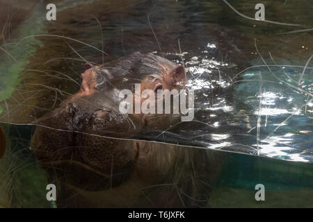 Ein nilpferd an Asahiyama Zoo in Hokkaido Stockfoto