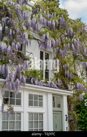 Wisteria auf ein Haus in Sussex Mews West, Bayswater, London, England Stockfoto