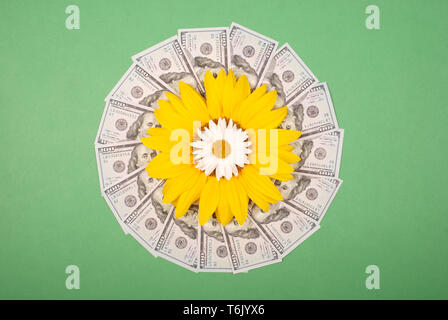 Sonnenblume und Kamille auf Mandala Kaleidoskop von Geld. Abstrakte Geld Hintergrund raster Muster wiederholen Mandala Kreis. Auf grünem Hintergrund. Stockfoto
