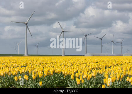Niederländische Ackerland mit Windkraftanlagen und gelben Tulpen Feld Stockfoto