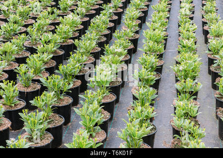 Anbau von Strauch Pflanzen (skimmia) in Blumentöpfen im Niederländischen Gewächshaus Stockfoto